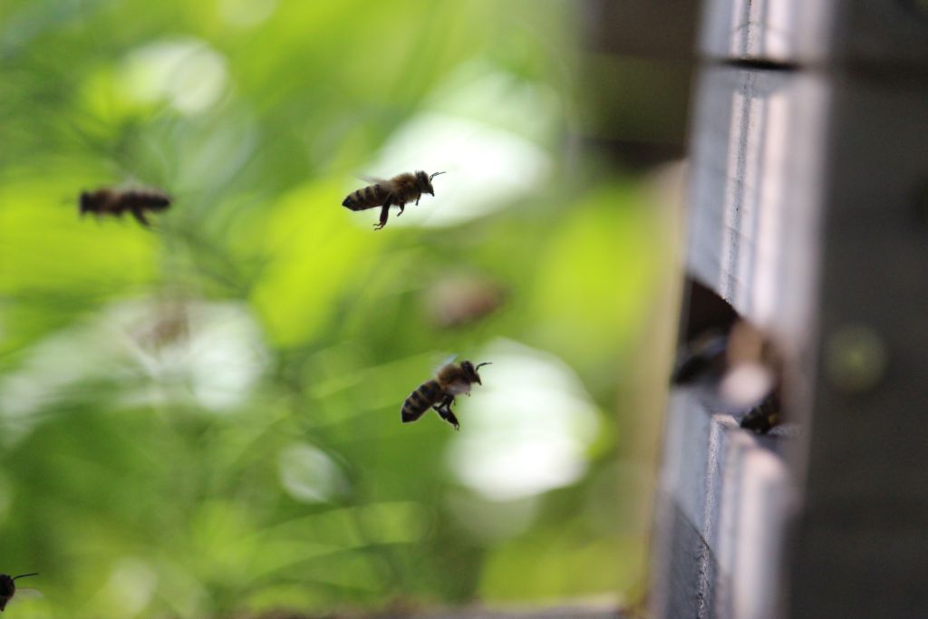 Bild: Bienen bei der Arbeit