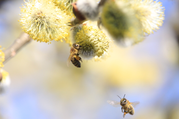 Bild: 
Biene auf Weide