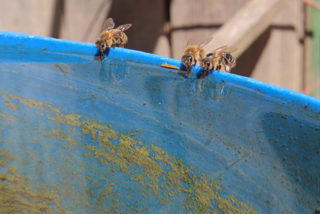 Bild: Bienentränke