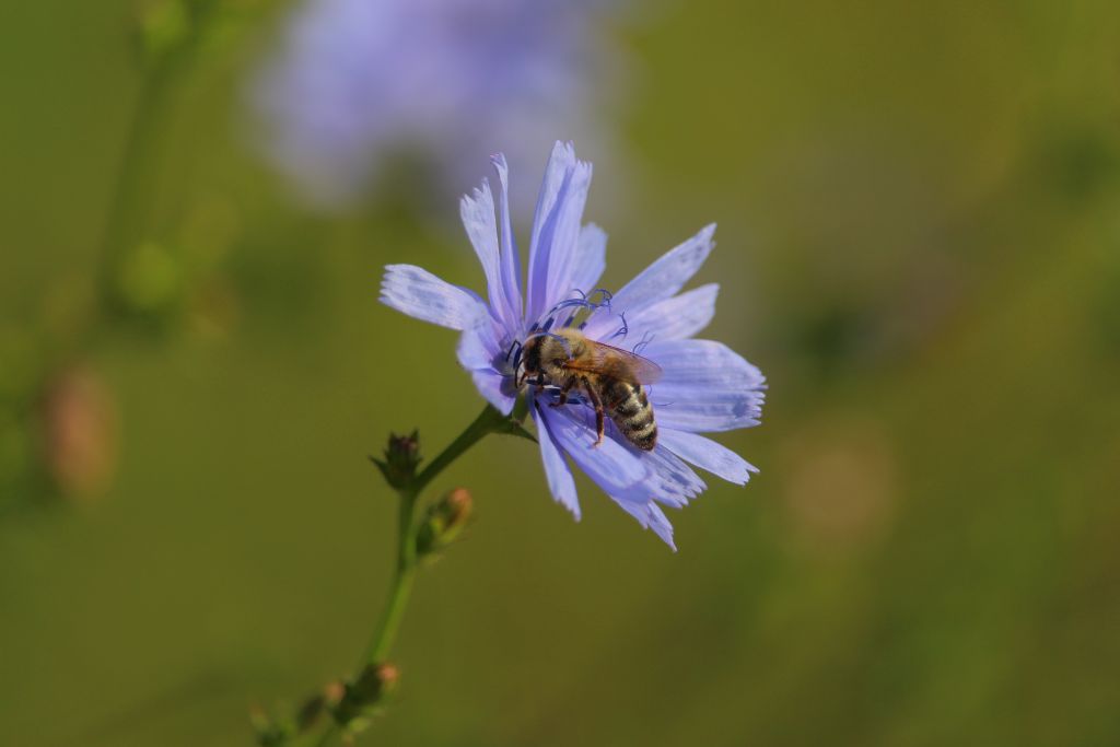 Bild: 
Biene auf Wegwarte