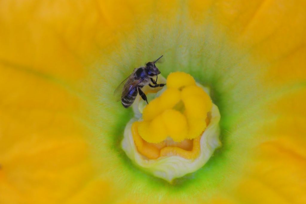 Bild: Biene auf Zucchini