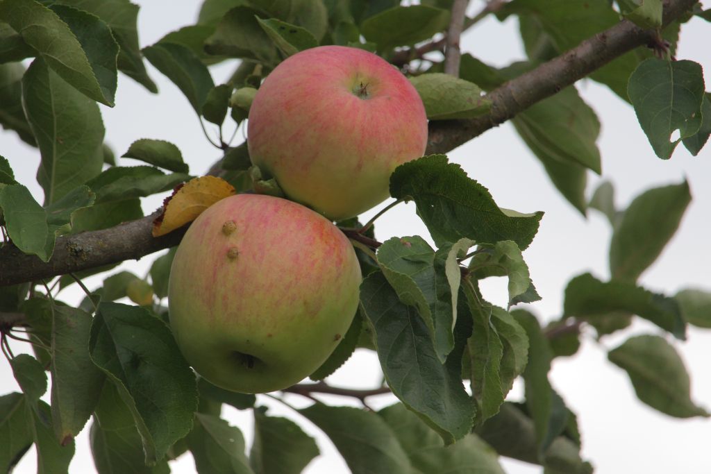 Äpfel mit Scheune im Hintergrund