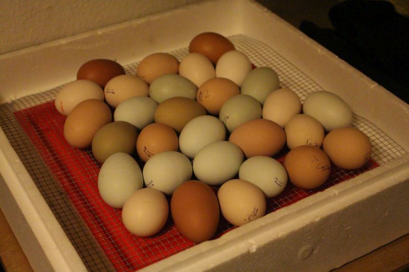 Bild: Eier im Brutautomat