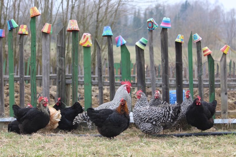 Bild: Hühner vor Zaun