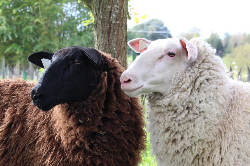 Bild: zwei Schafe